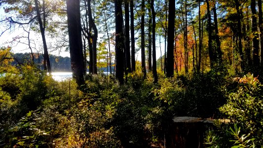 Daingerfield State Park