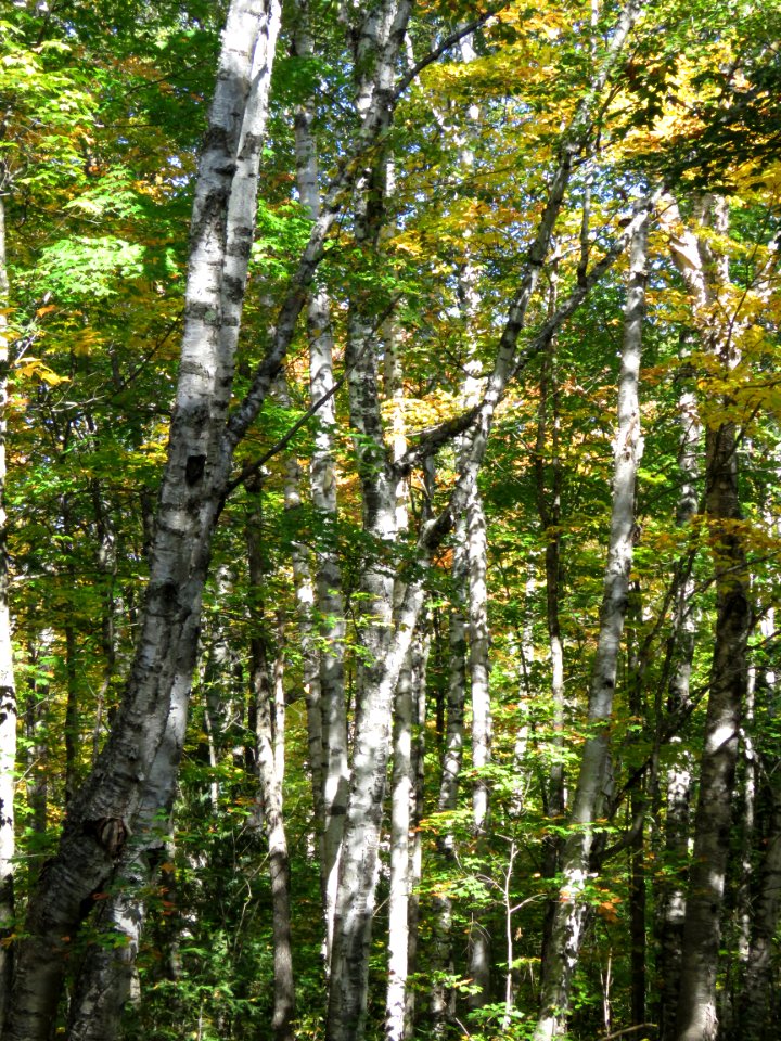 Birches