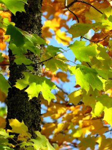 Leaves and trunk