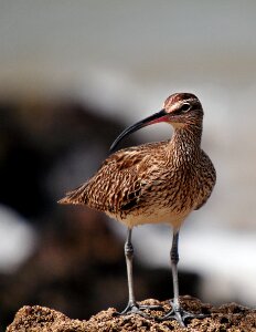 Fauna animal bird