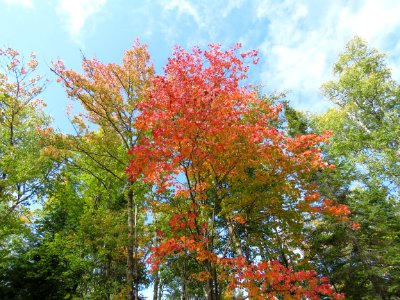 Towering trees