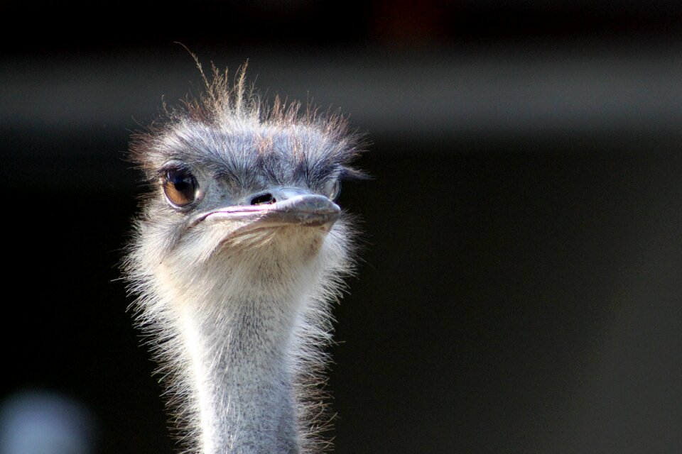 Ostrich head flightless bird