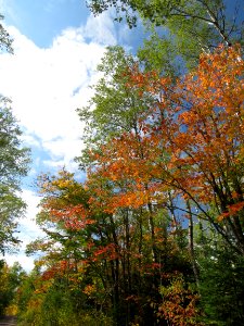 White clouds colored leaves