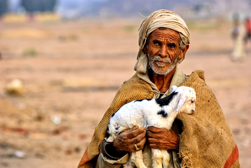 Desert sheep hot