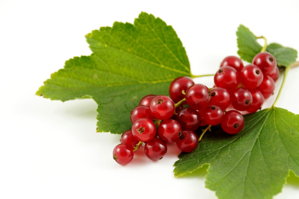 Berries food nature