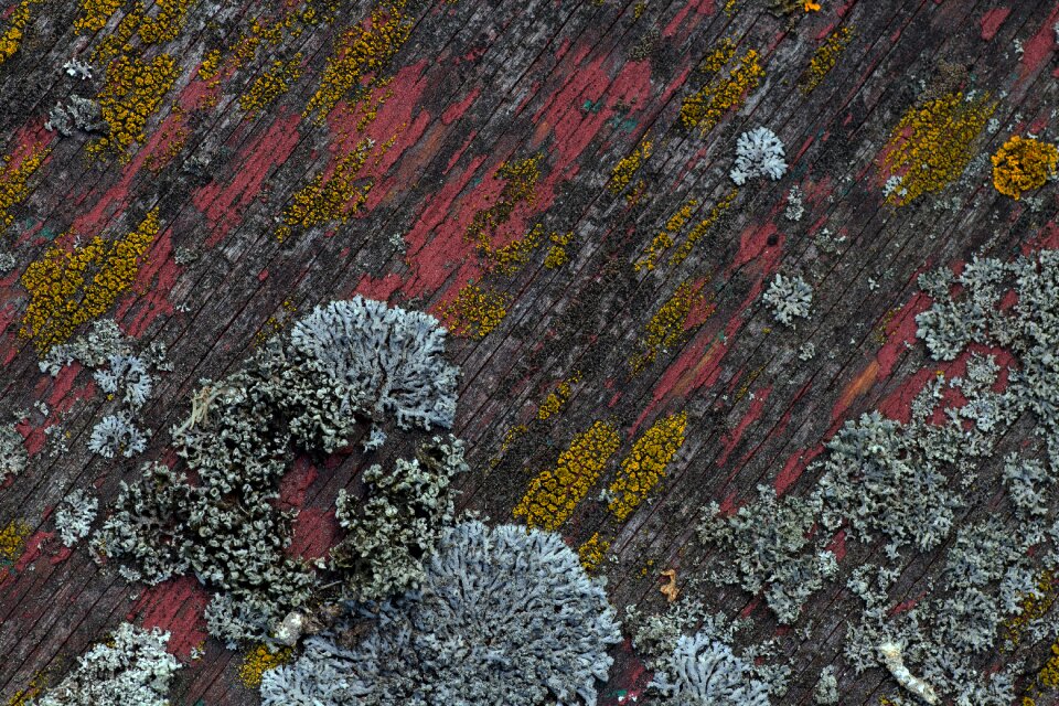 Structure weave old paint