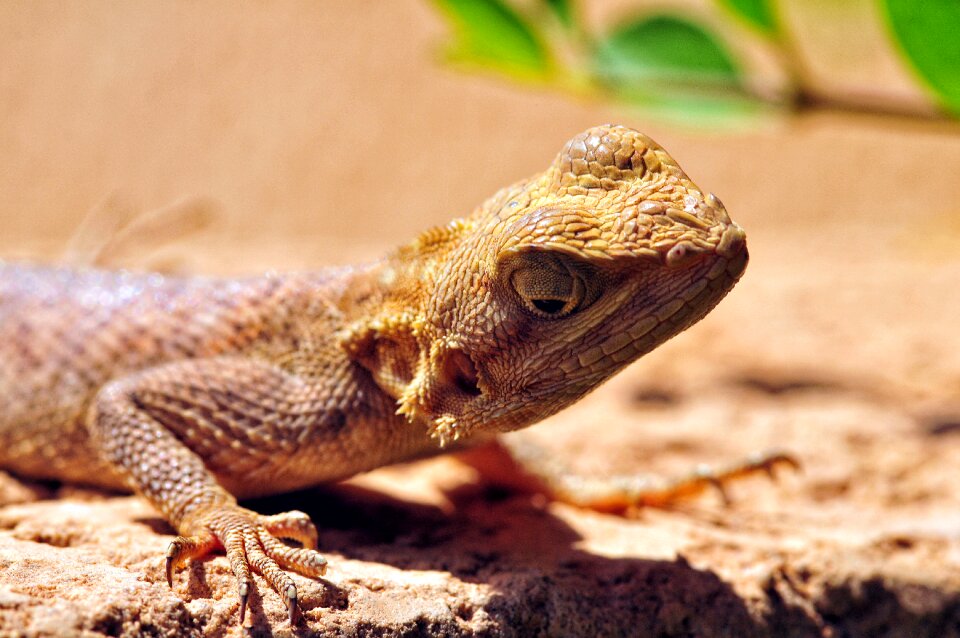 Gekko senegal animal