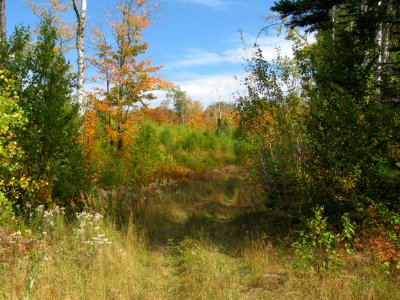 Two track to fall landscape