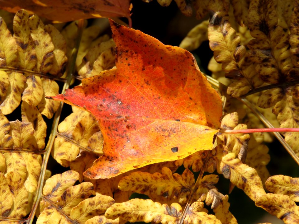 Leaf on fern
