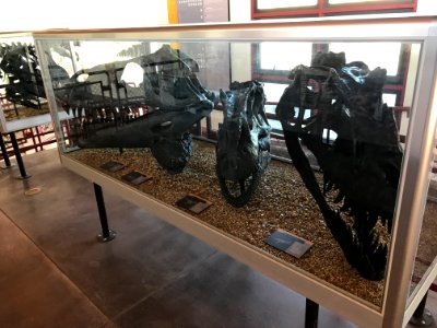 Fossils on display at Jurassic National Monument photo