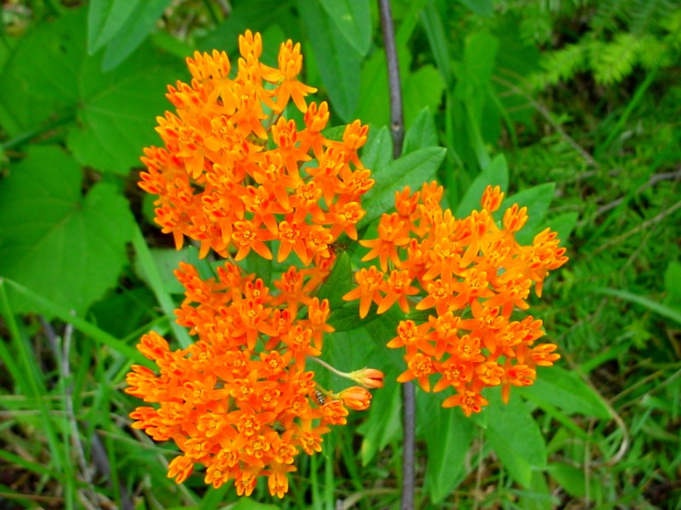 Butterfly Weed, June 2006--Tom Harrington
