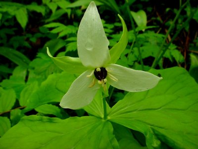 Trillium, May 2006--Tom Harrington