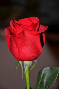 Rose red flower