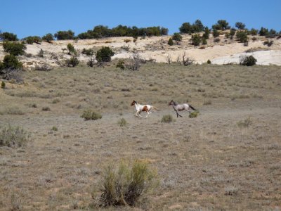 Wild Horses Running