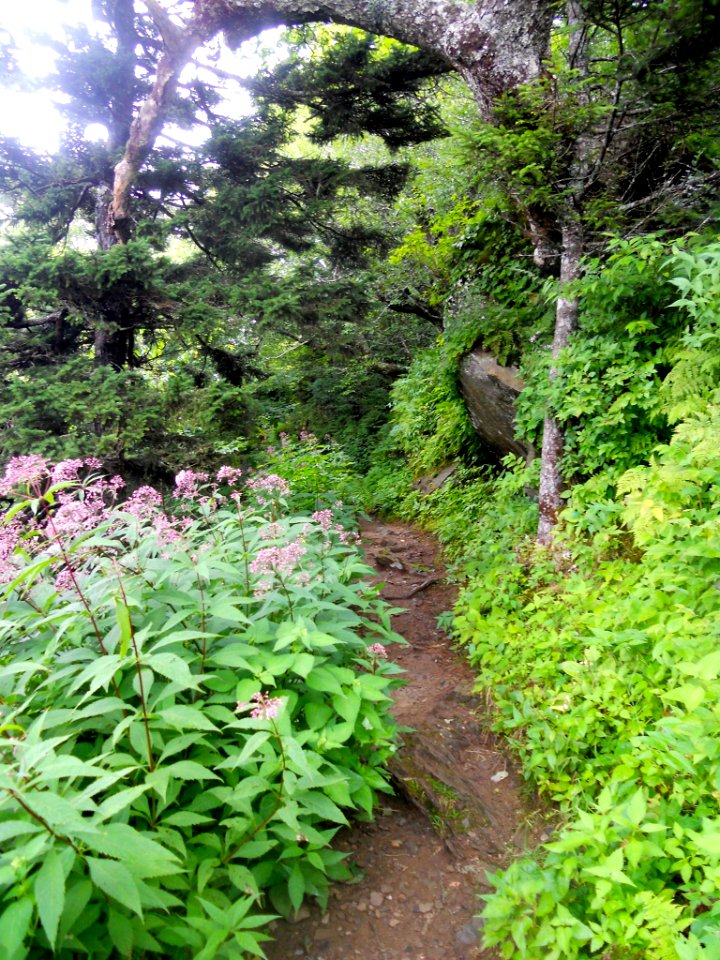 Appalachian Trail near Charlies Bunion, July 2015--Andrea Walton