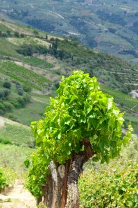 Wine nature green wine