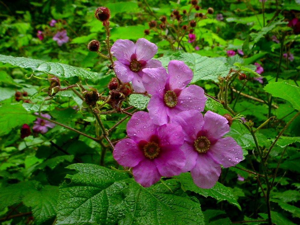 Purple flowering raspberry, June 2005--Tom Harrington