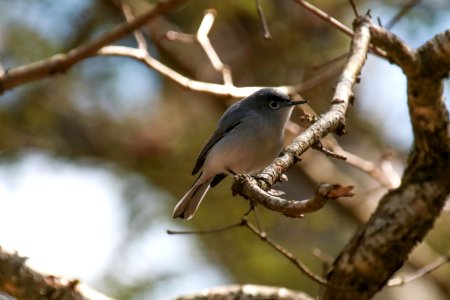 Blue-gray gnatcatcher, April 2018--Warren Bielenberg photo