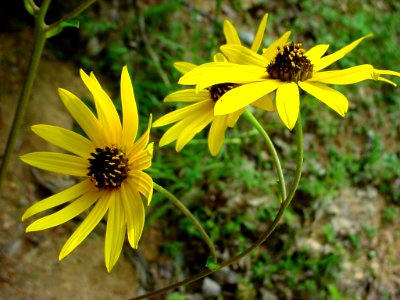 Black Eyed Susan--Tom Harrington
