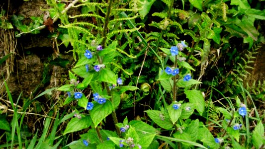 Myosotis sauvages et fougères naissantes