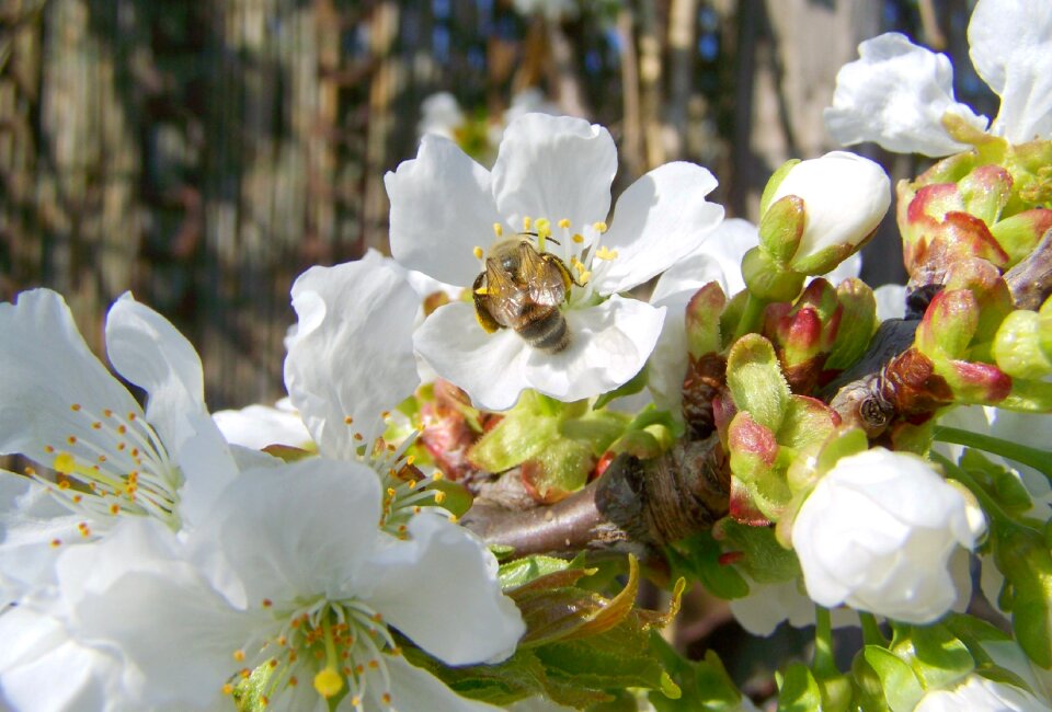 Flowering cherry tree white flower spring