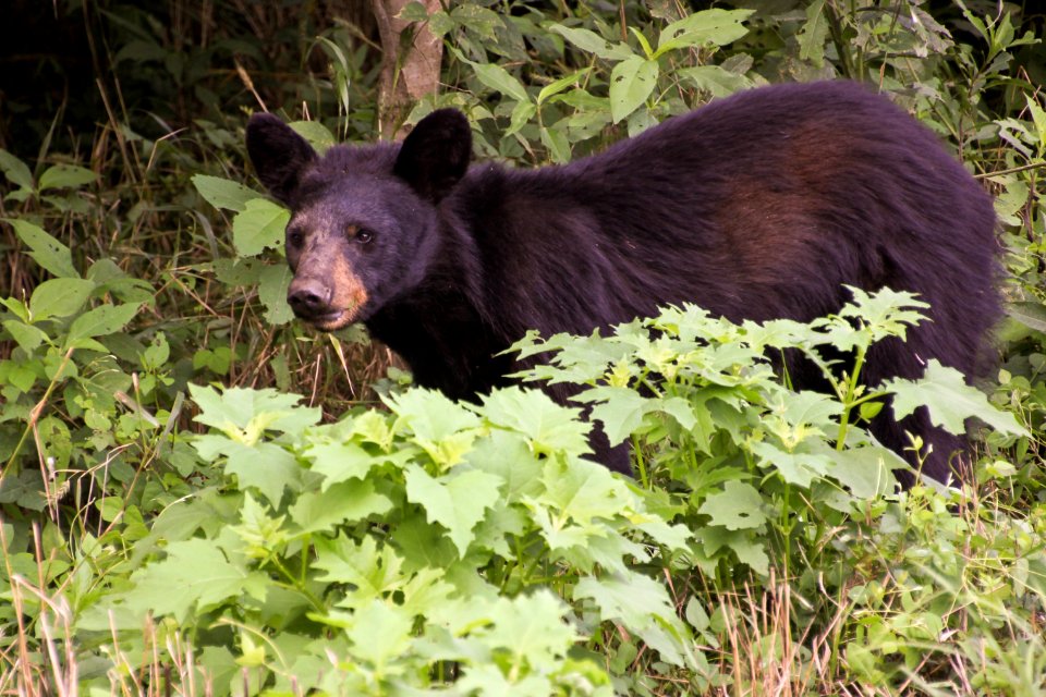 Black bear, July 2012--Warren Bielenberg