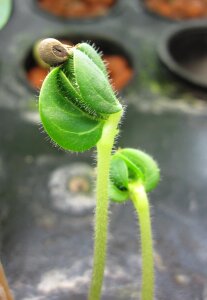 Okra agriculture produce