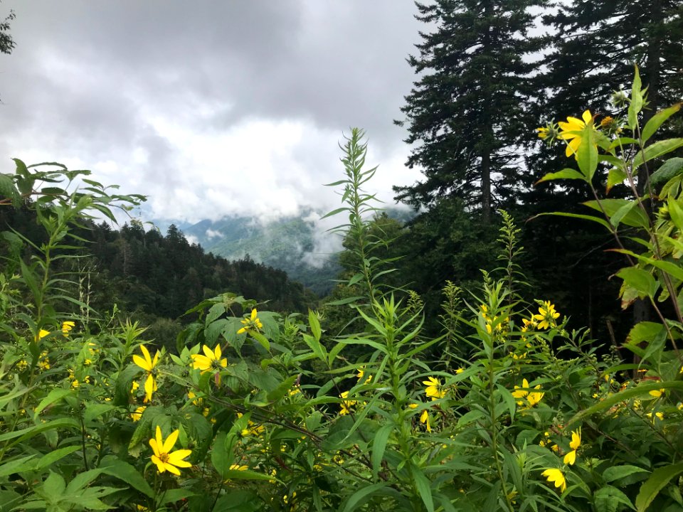 View from Newfound Gap after the rain, August 2018--Andrea Walton
