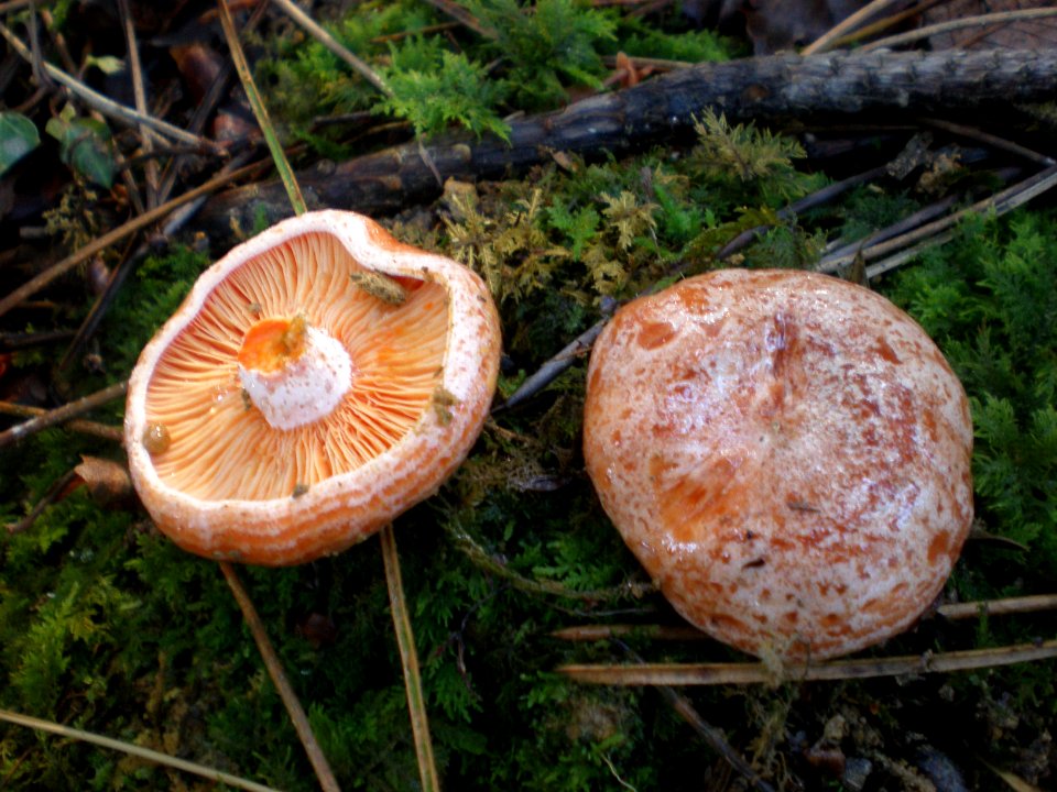 Lactarius deliciosus