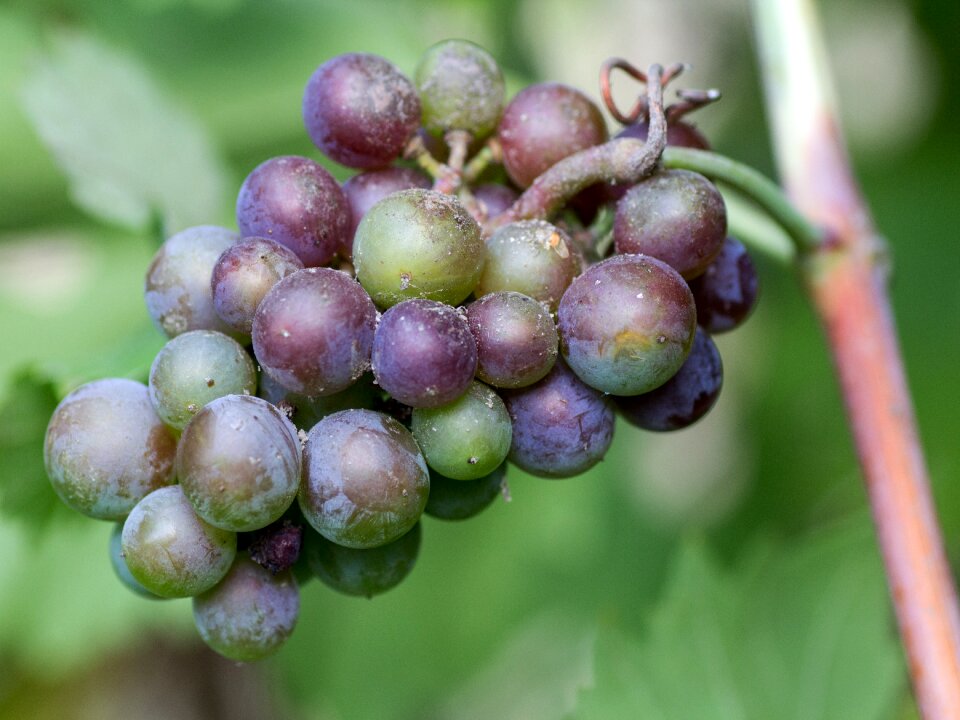 Red winegrowing immature