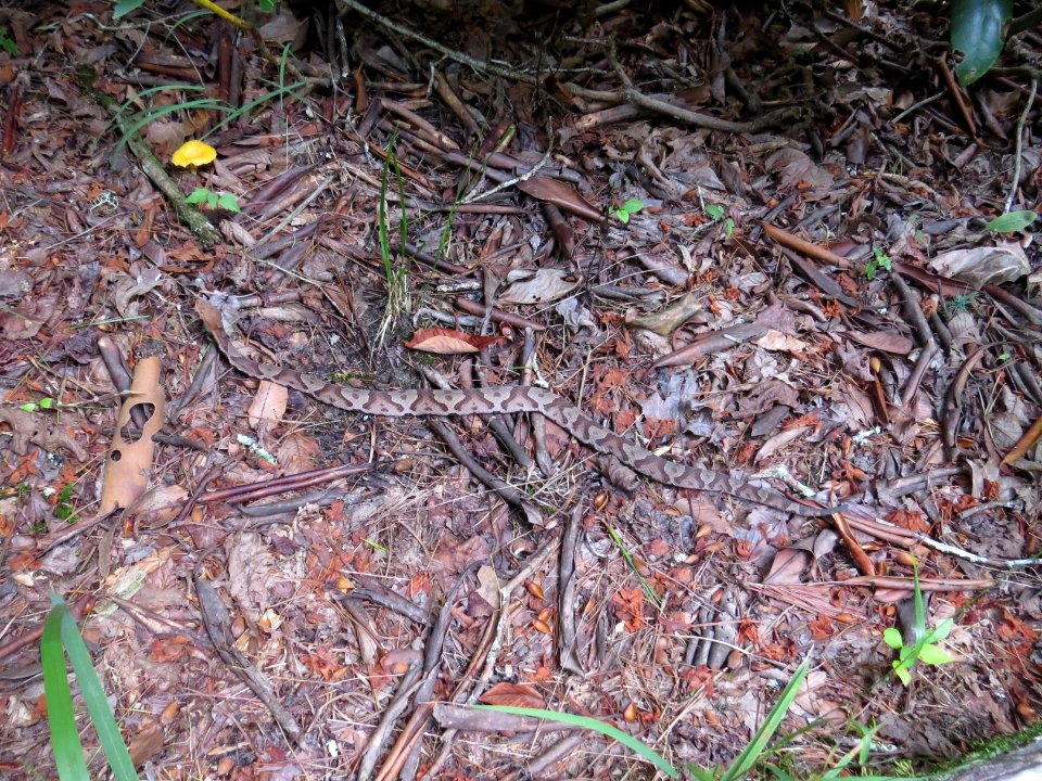 Northern copperhead, July 2015--Warren Bielenberg