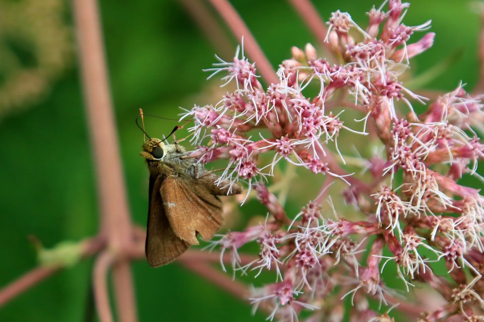 Ocola skipper, August 22, 2018--Warren Bielenberg