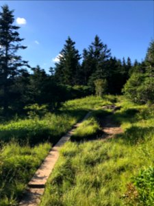Forney Ridge Trail, Andrews Bald--Andrea Walton, July 2020