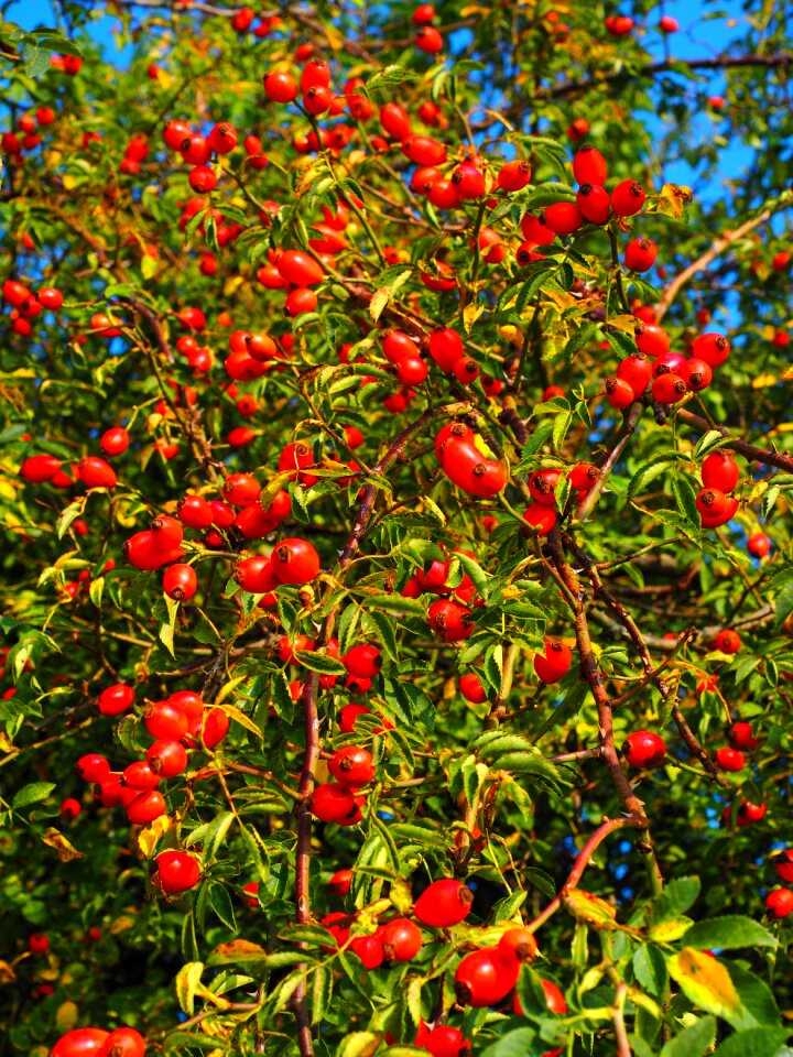 Wild rose plant sammelfrucht