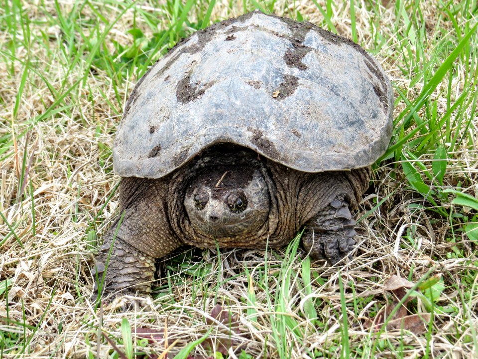 Eastern snapping turtle, April 2015--Warren Bielenberg