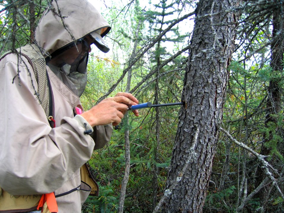 Biological technician Peter Nelson takes a wood core sample from a spruce tree, which will be mounted and sanded and analyzed for annual patterns of growth over its lifetime.