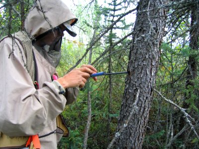 Biological technician Peter Nelson takes a wood core sample from a spruce tree, which will be mounted and sanded and analyzed for annual patterns of growth over its lifetime.