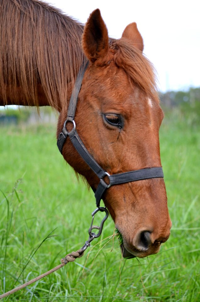 Tired horse fatima buenos aires