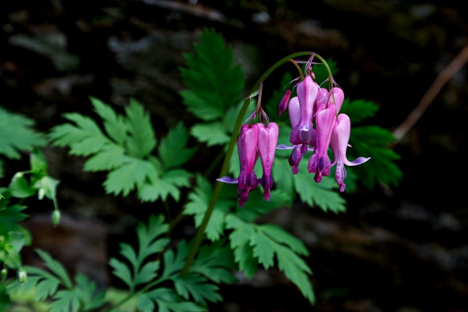 Bleeding heart--Warren Bielenberg, April 2019