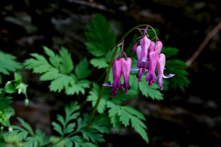 Bleeding heart--Warren Bielenberg, April 2019