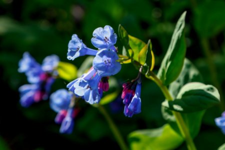 Virginia bluebell--Warren Bielenberg, April 2019