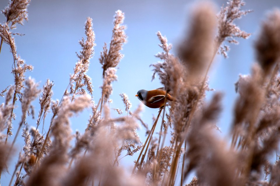 Bearded Reedling