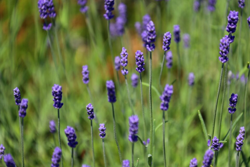 Summer flowers flora
