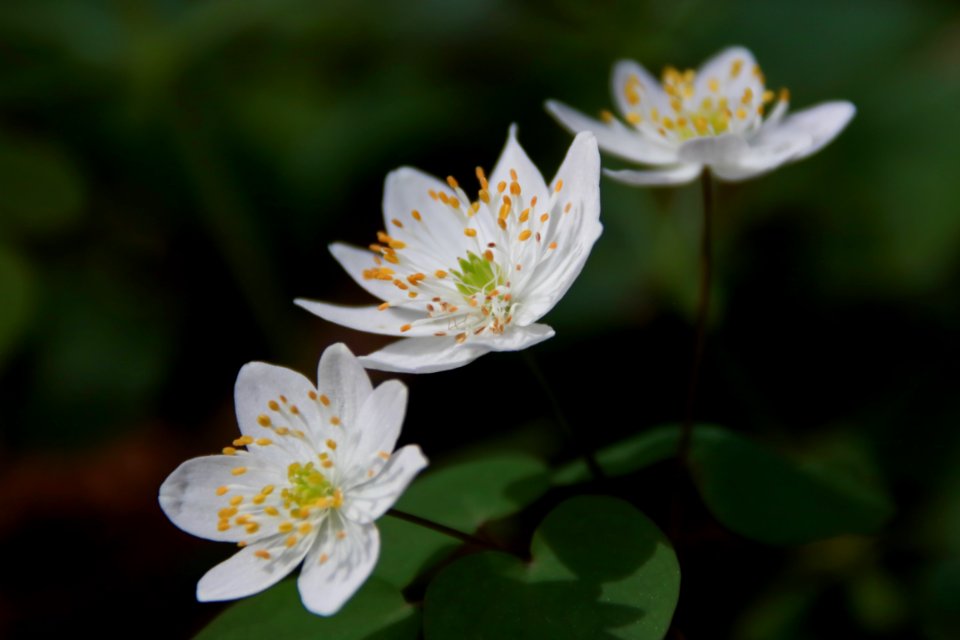 Rue anemone, April 2018--Warren Bielenberg