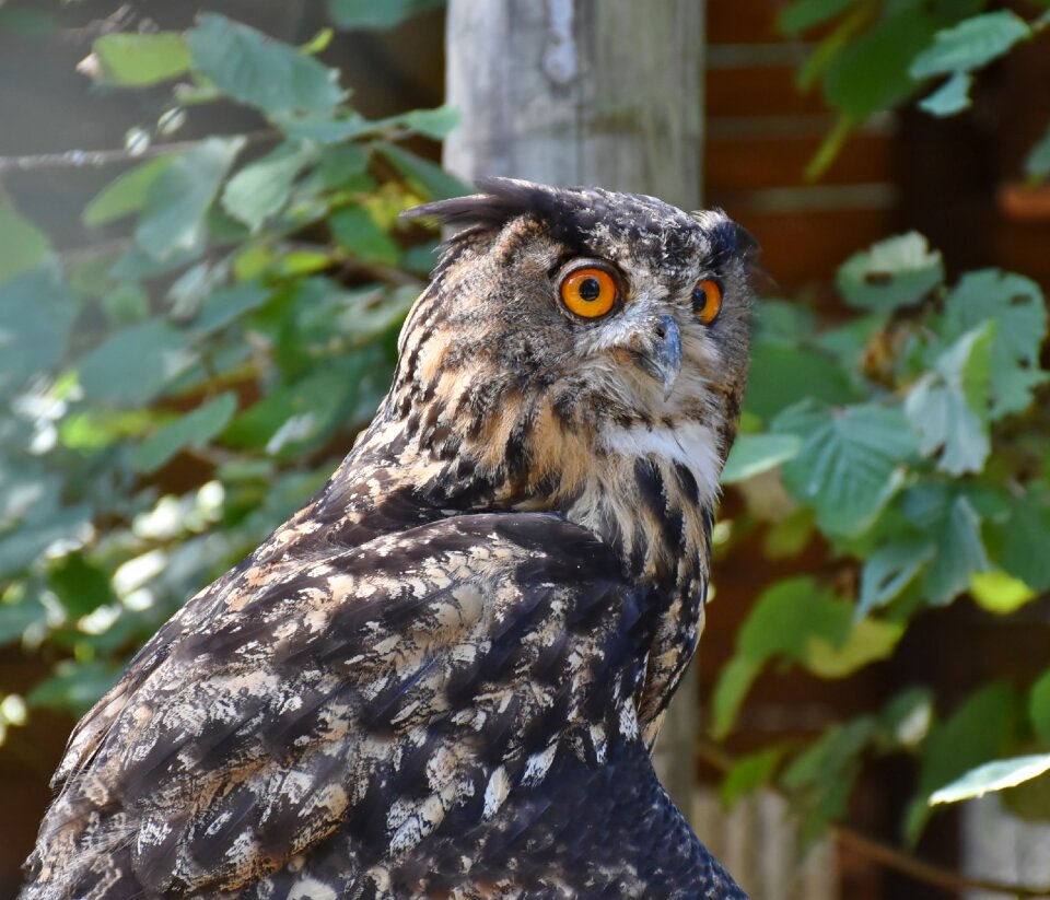 Forest dwellers bird animal