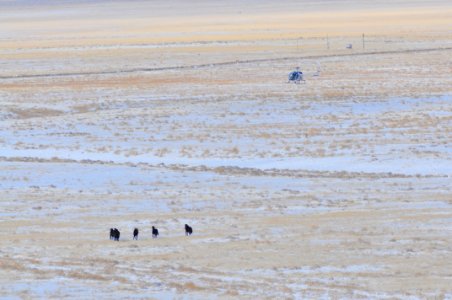 Onaqui Wild Horse Gather 02/19/12