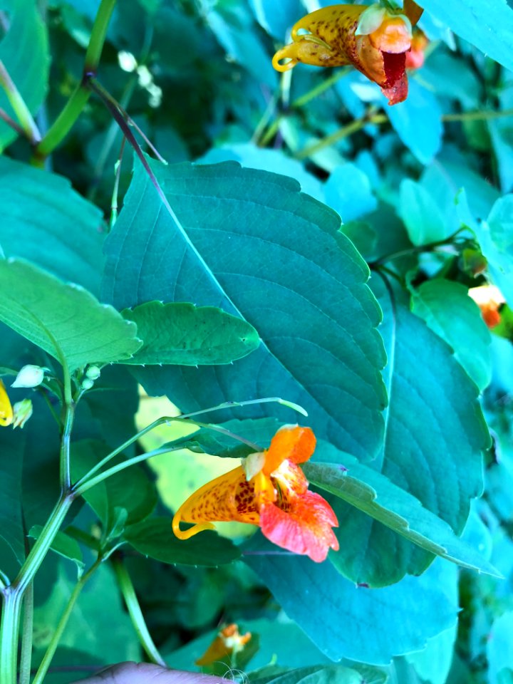 Jewelweed--Doug Brinkmeyer