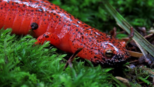 Black-chinned red salamander--Shannon Welch