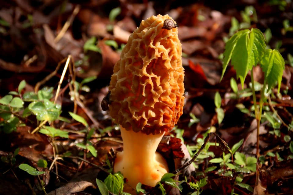 Morel with snails, April 27, 2018--Warren Bielenberg