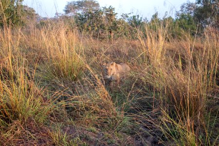 Lion, Pendjari National Park photo